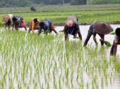 प्रदेश में 48.69 लाख हेक्टेयर क्षेत्र में बोनी के लक्ष्य के विरूद्ध 97 प्रतिशत बोनी पूर्ण