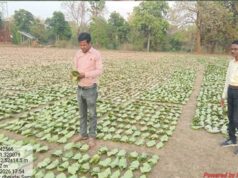 तेन्दूपत्ता संग्रहण की नई पहल से अबुझमाड़ के 22 गांवों को मिला लाभ