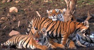 छत्तीसगढ़ में MP के बाघों ने बढ़ाया कुनबा, 2010 में सिर्फ एक था; अब संख्या 10 के पार