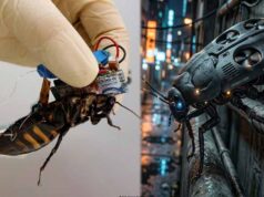 Cockroach Drone: इजरायल की रोबोटिक कीड़ों की रिसर्च, कॉकरोच ड्रोन पर हो रहा काम