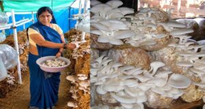 आत्मनिर्भरता की नई मिसाल- खेतों से मशरूम उत्पादन तक मिथिला दीदी ने लिखी सफलता की नई कहानी