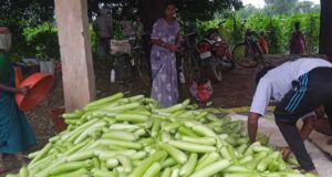 बिहान से बदली राह 35 महिला किसानों ने 600 क्विंटल सब्जी उगाकर लिखी सफलता की नई कहानी