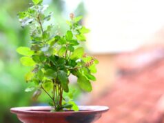 Tulsi Vastu Tips: घर की इस दिशा में भूलकर भी न रखें तुलसी, जानें सही जगह और जरूरी नियम