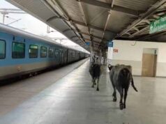 ₹450 करोड़ के रानी कमलापति स्टेशन पर भैंसों का डेरा, प्लेटफॉर्म पर गोबर से मचा हड़कंप