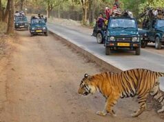बांधवगढ़ में पर्यटकों की धूम, 8 दिन में 4598 सैलानियों ने की जंगल सफारी; बाघों के करीब से दीदार